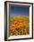 California Poppies, Antelope Valley, Lancaster, California-Terry Eggers-Framed Photographic Print