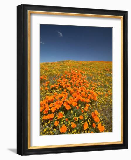 California Poppies, Antelope Valley, Lancaster, California-Terry Eggers-Framed Photographic Print