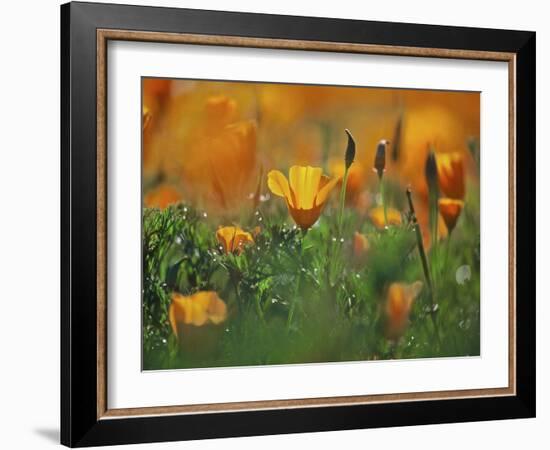 California Poppies, California, Usa-Connie Bransilver-Framed Photographic Print