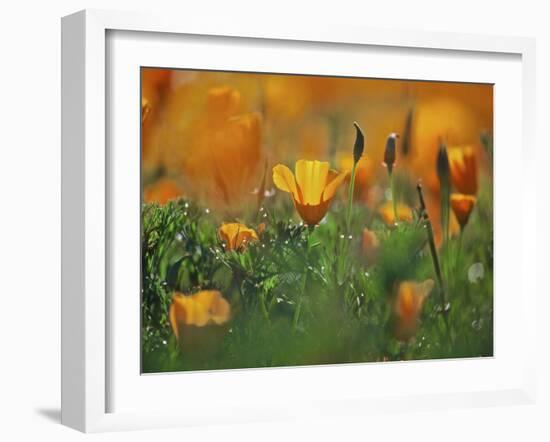 California Poppies, California, Usa-Connie Bransilver-Framed Photographic Print