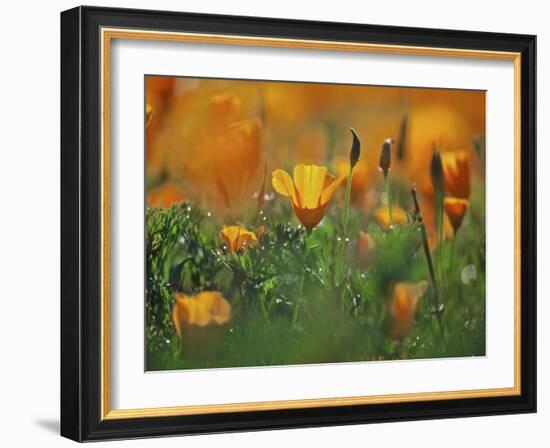 California Poppies, California, Usa-Connie Bransilver-Framed Photographic Print