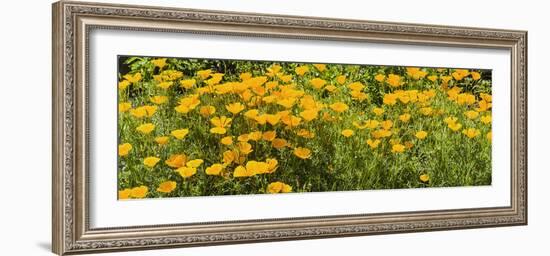 California Poppies (Eschscholzia Californica) in Bloom-null-Framed Photographic Print