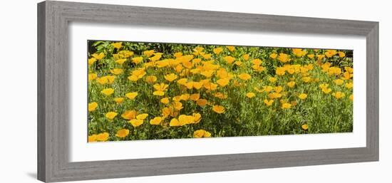 California Poppies (Eschscholzia Californica) in Bloom-null-Framed Photographic Print