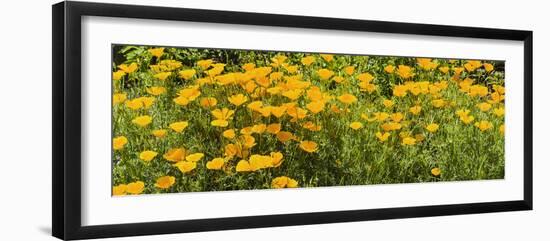 California Poppies (Eschscholzia Californica) in Bloom-null-Framed Photographic Print