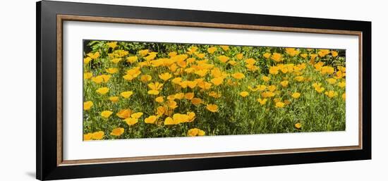 California Poppies (Eschscholzia Californica) in Bloom-null-Framed Photographic Print