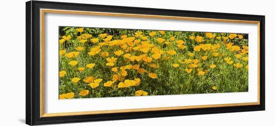 California Poppies (Eschscholzia Californica) in Bloom-null-Framed Photographic Print