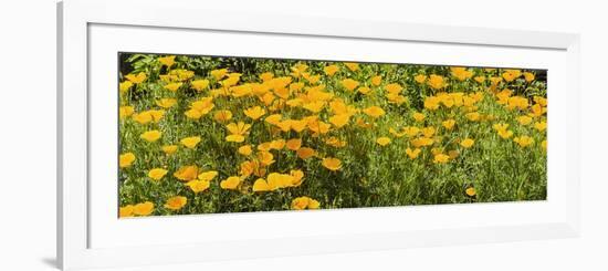 California Poppies (Eschscholzia Californica) in Bloom-null-Framed Photographic Print