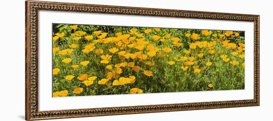 California Poppies (Eschscholzia Californica) in Bloom-null-Framed Photographic Print