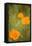 California Poppies II-Karyn Millet-Framed Premier Image Canvas