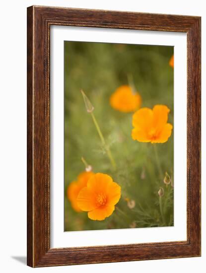 California Poppies II-Karyn Millet-Framed Photographic Print