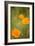 California Poppies II-Karyn Millet-Framed Photographic Print