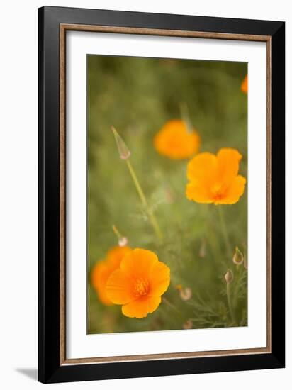 California Poppies II-Karyn Millet-Framed Photographic Print
