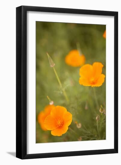 California Poppies II-Karyn Millet-Framed Photographic Print