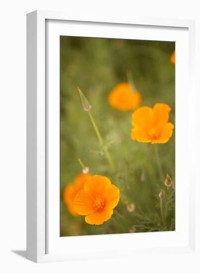 California Poppies II-Karyn Millet-Framed Photographic Print