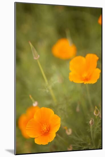 California Poppies II-Karyn Millet-Mounted Photographic Print