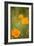 California Poppies II-Karyn Millet-Framed Photographic Print