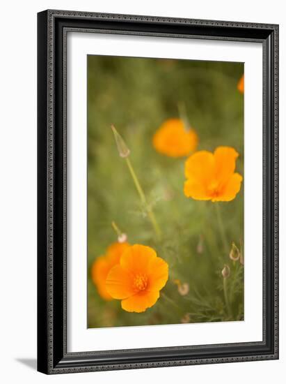 California Poppies II-Karyn Millet-Framed Photographic Print