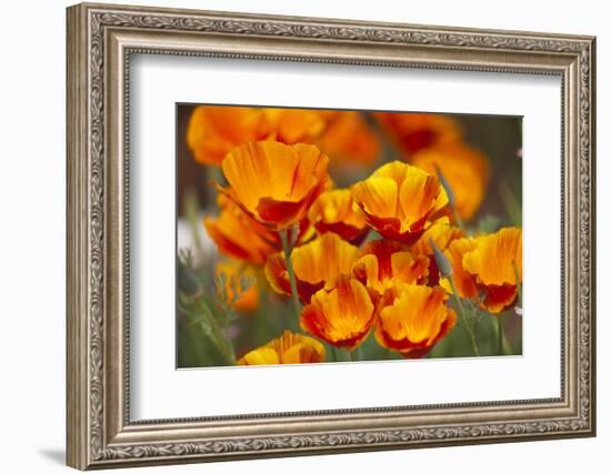 California Poppies in Bloom, Seattle, Washington, USA-Terry Eggers-Framed Photographic Print