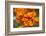 California Poppies in Bloom, Seattle, Washington, USA-Terry Eggers-Framed Photographic Print