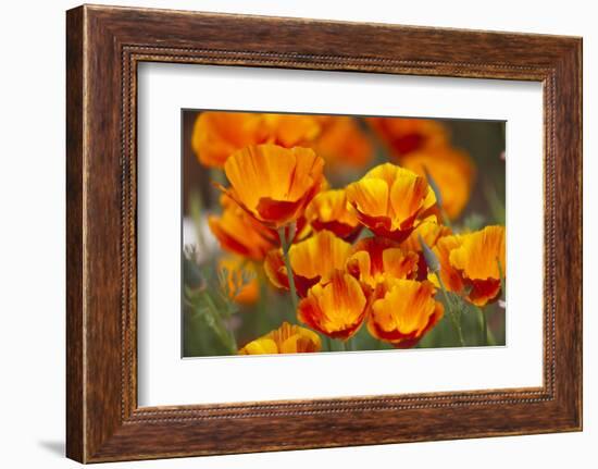 California Poppies in Bloom, Seattle, Washington, USA-Terry Eggers-Framed Photographic Print