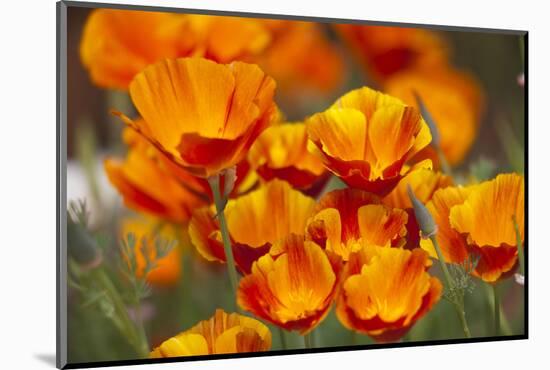 California Poppies in Bloom, Seattle, Washington, USA-Terry Eggers-Mounted Photographic Print