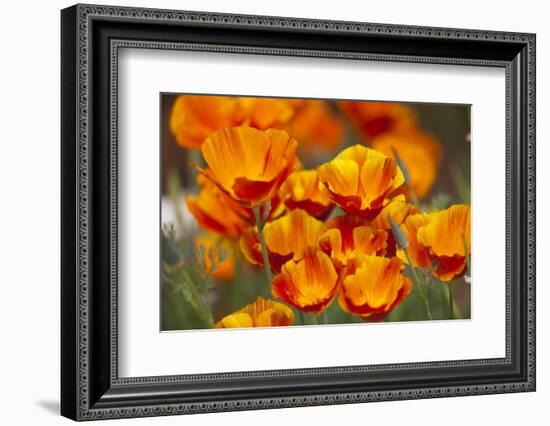 California Poppies in Bloom, Seattle, Washington, USA-Terry Eggers-Framed Photographic Print
