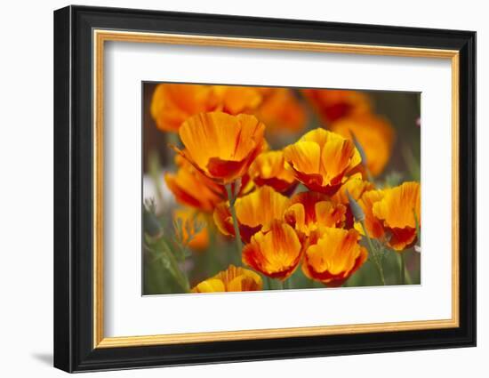 California Poppies in Bloom, Seattle, Washington, USA-Terry Eggers-Framed Photographic Print