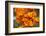 California Poppies in Bloom, Seattle, Washington, USA-Terry Eggers-Framed Photographic Print