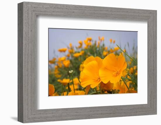 California Poppies in Montana de Oro SP, Los Osos, California-Rob Sheppard-Framed Photographic Print