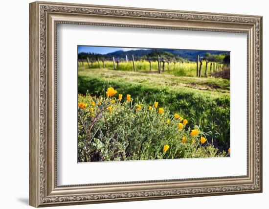 California Poppies In Napa Valley-George Oze-Framed Photographic Print