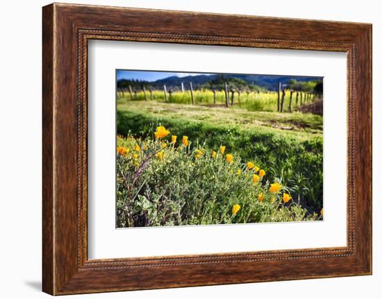 California Poppies In Napa Valley-George Oze-Framed Photographic Print