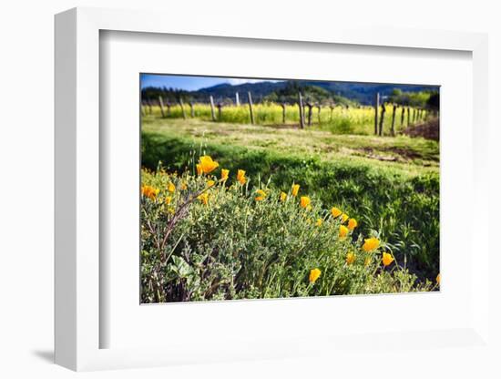 California Poppies In Napa Valley-George Oze-Framed Photographic Print