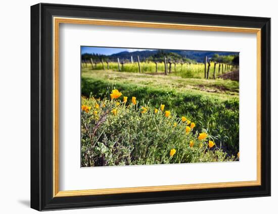 California Poppies In Napa Valley-George Oze-Framed Photographic Print