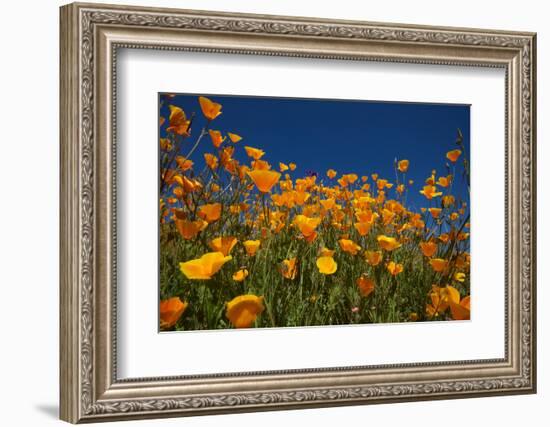 California. Poppies in Rattlesnake Canyon-Jaynes Gallery-Framed Photographic Print