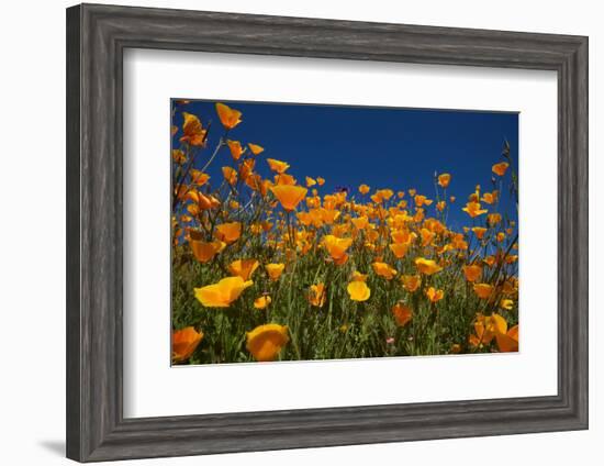 California. Poppies in Rattlesnake Canyon-Jaynes Gallery-Framed Photographic Print