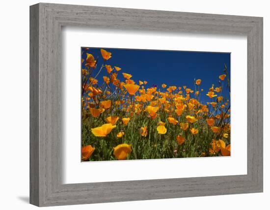 California. Poppies in Rattlesnake Canyon-Jaynes Gallery-Framed Photographic Print