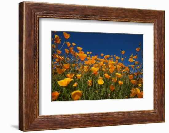 California. Poppies in Rattlesnake Canyon-Jaynes Gallery-Framed Photographic Print