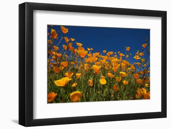 California. Poppies in Rattlesnake Canyon-Jaynes Gallery-Framed Photographic Print