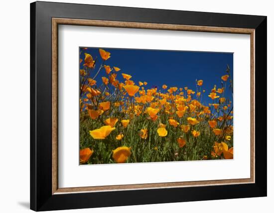 California. Poppies in Rattlesnake Canyon-Jaynes Gallery-Framed Photographic Print