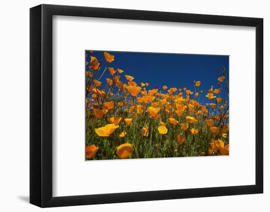 California. Poppies in Rattlesnake Canyon-Jaynes Gallery-Framed Photographic Print