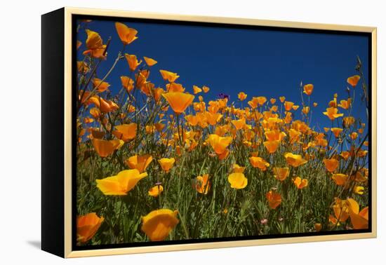 California. Poppies in Rattlesnake Canyon-Jaynes Gallery-Framed Premier Image Canvas