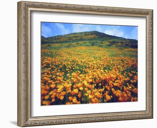 California Poppies, Lake Elsinore, California, USA-Christopher Talbot Frank-Framed Photographic Print