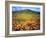 California Poppies, Lake Elsinore, California, USA-Christopher Talbot Frank-Framed Photographic Print