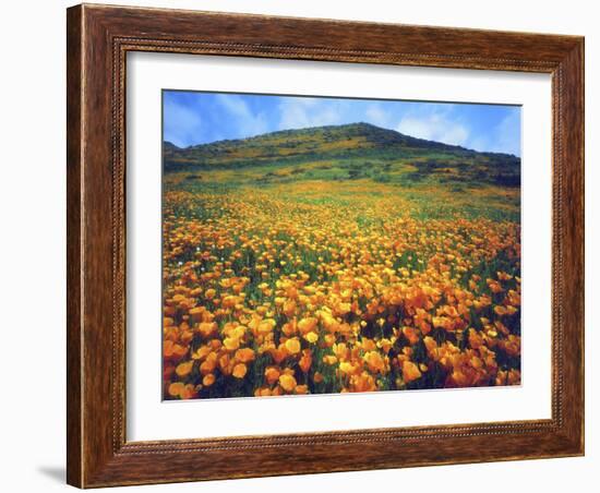 California Poppies, Lake Elsinore, California, USA-Christopher Talbot Frank-Framed Photographic Print