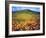 California Poppies, Lake Elsinore, California, USA-Christopher Talbot Frank-Framed Photographic Print