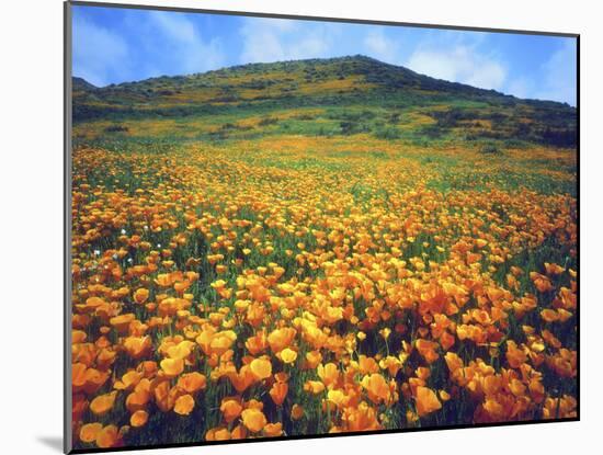 California Poppies, Lake Elsinore, California, USA-Christopher Talbot Frank-Mounted Photographic Print