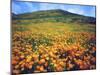 California Poppies, Lake Elsinore, California, USA-Christopher Talbot Frank-Mounted Photographic Print