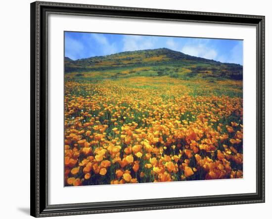 California Poppies, Lake Elsinore, California, USA-Christopher Talbot Frank-Framed Photographic Print