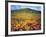 California Poppies, Lake Elsinore, California, USA-Christopher Talbot Frank-Framed Photographic Print