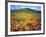 California Poppies, Lake Elsinore, California, USA-Christopher Talbot Frank-Framed Photographic Print